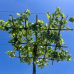 Platan javorolistý (Platanus acerifolia)  výška 250-280 cm, obvod kmeňa 10/12 cm, kont. C45L/C55L - STRECHA